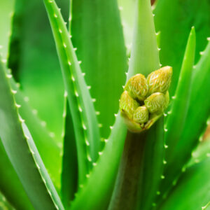 aloe vera gel