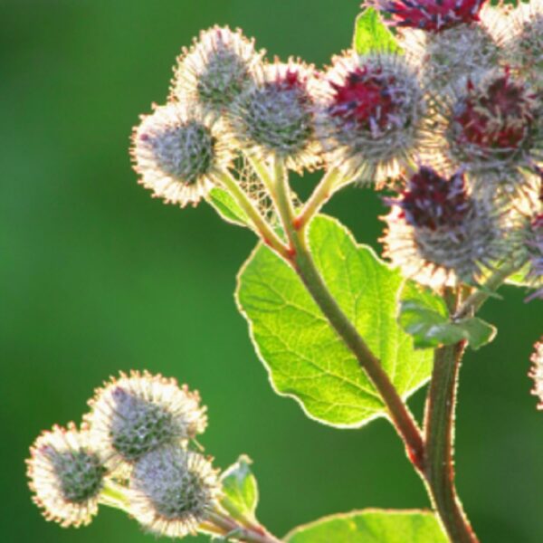 burdock root