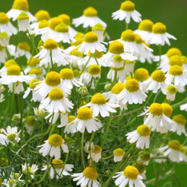 chamomile