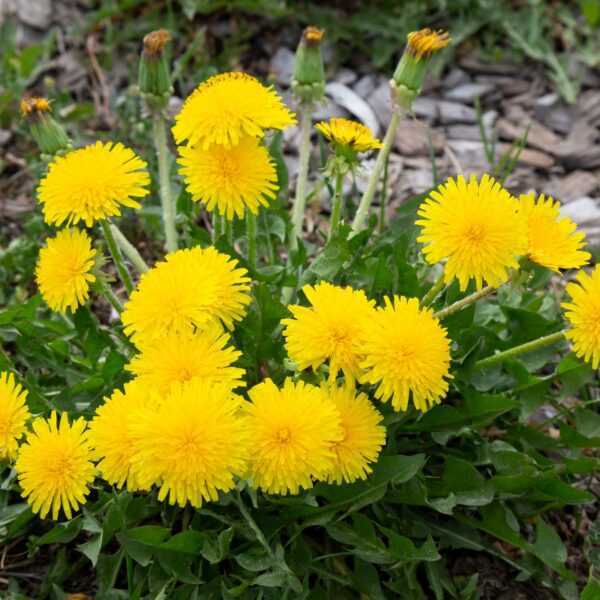 dandelion leaves