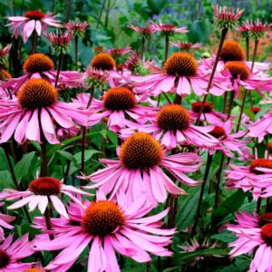 echinacea