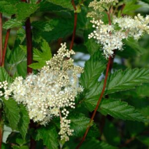 meadowsweet