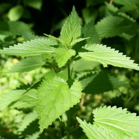 nettle