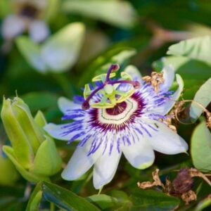 passionflower