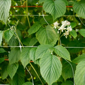 raspberry leaves