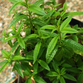 vervain