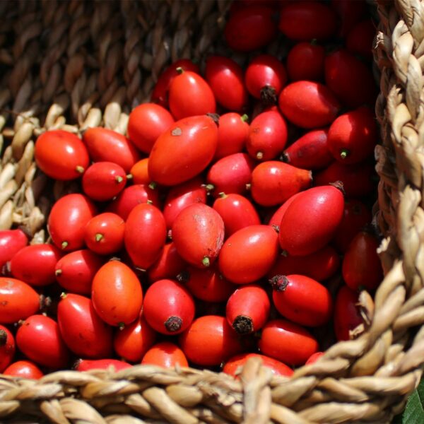 rosehips organic