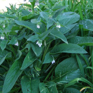 comfrey