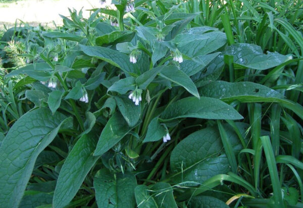 comfrey