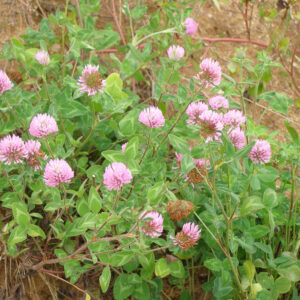 red clover