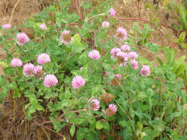 red clover