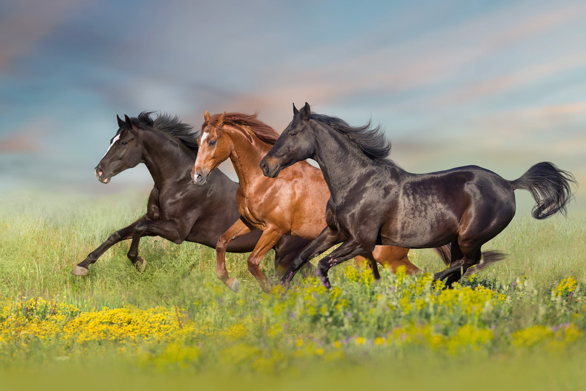 3 horses in a field full of herbs