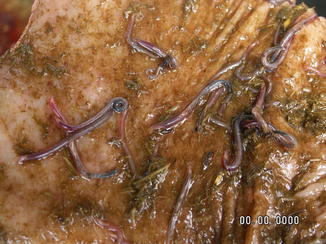 worms in horse gut