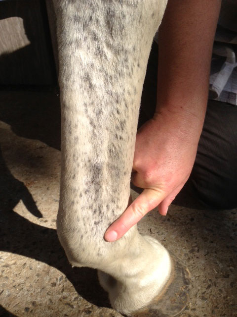 horse hoof