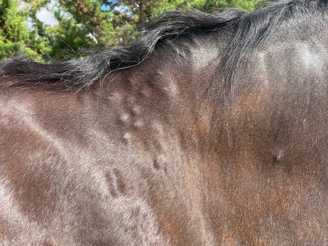 horse showing multiple tick bites causing qld itch