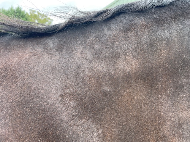 horse showing tick bites causing qld itch