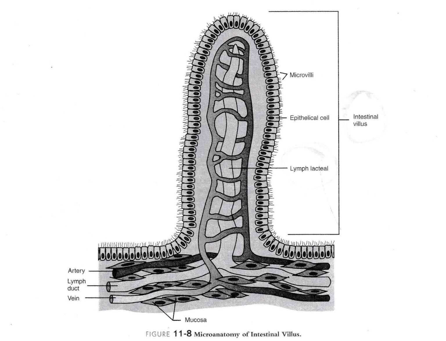 intestinal villi diagram