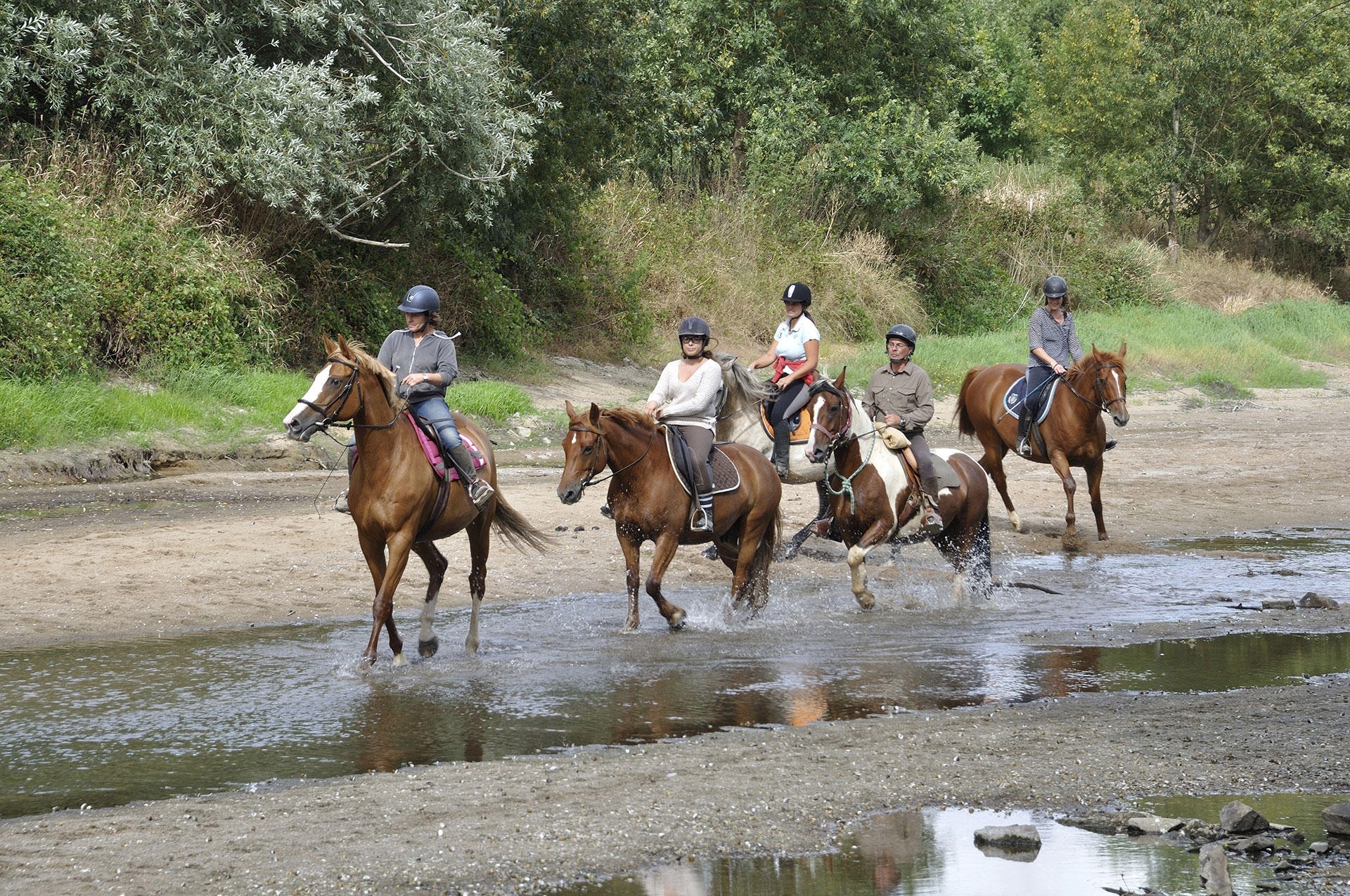 nervous horse blog wp