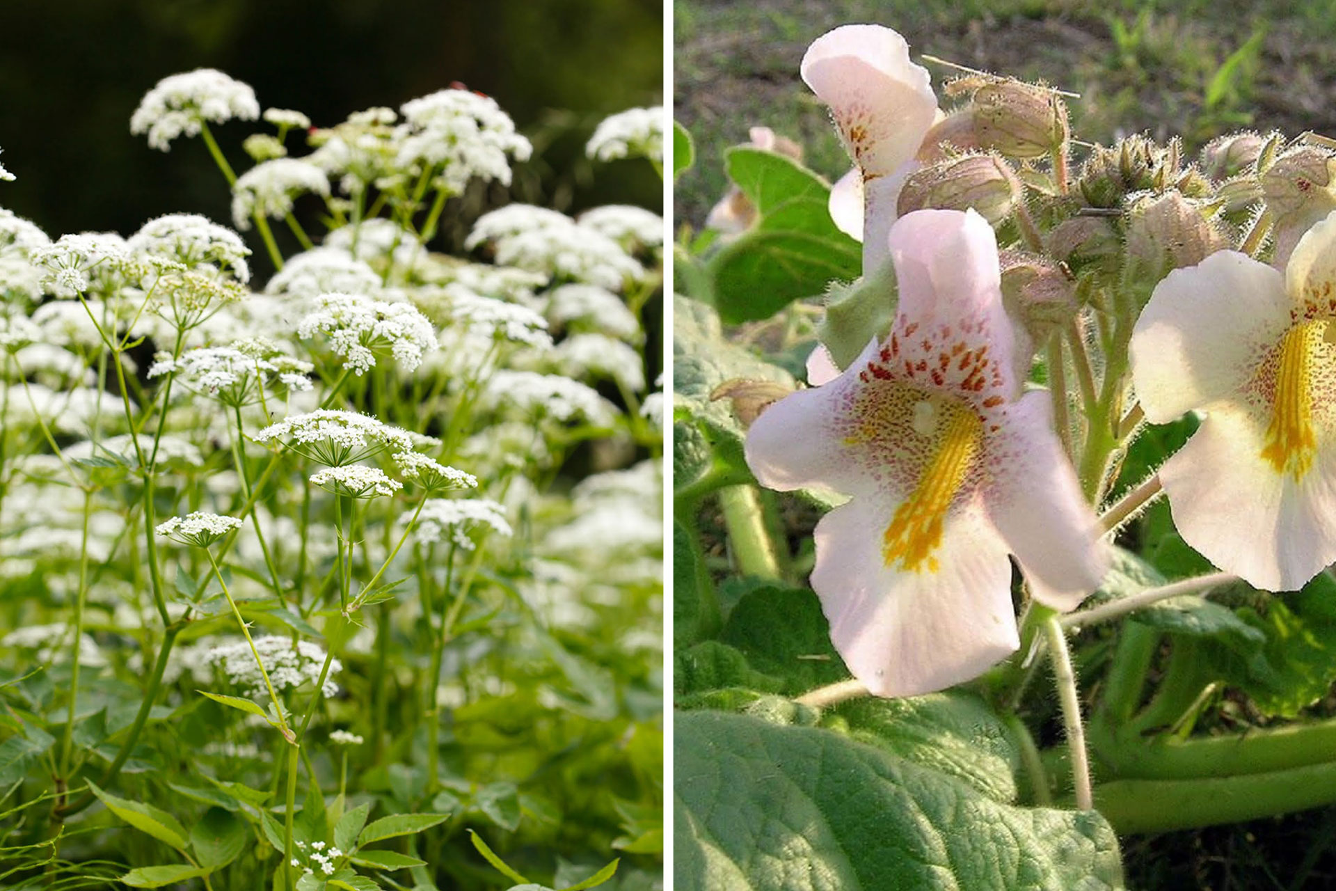 A PIcutre of meadowsweet on the left & devils claw on the right