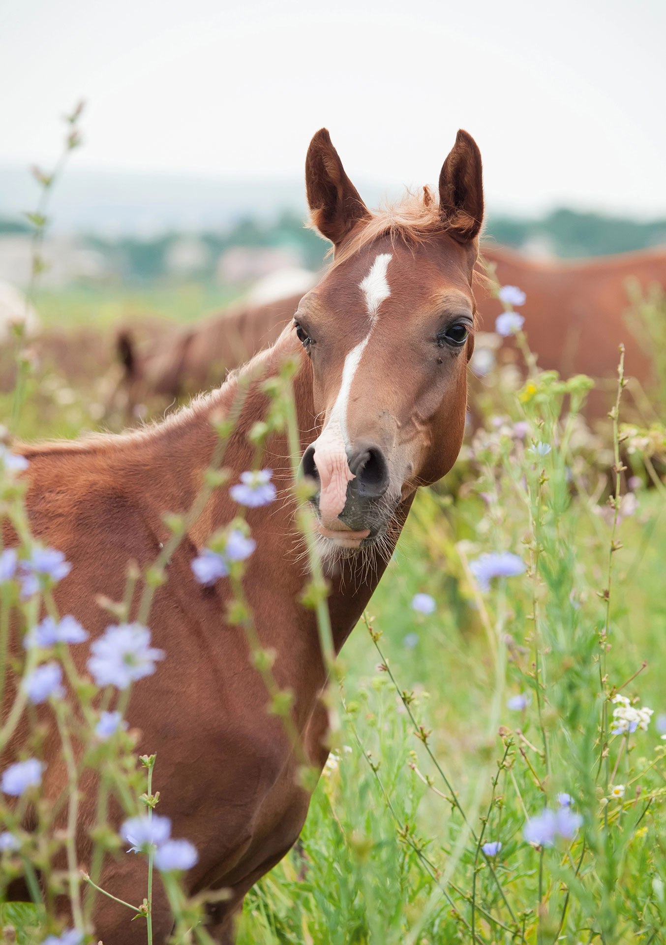 depositphotos 28654143 xl