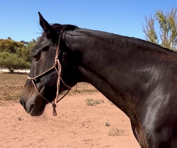 Standardbred gelding, Tommy, after being prescribed a holistic prescription for Tommy to address his Equine Metabolic Syndrome 