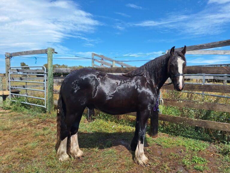 jon - Gypsy Cob gelding