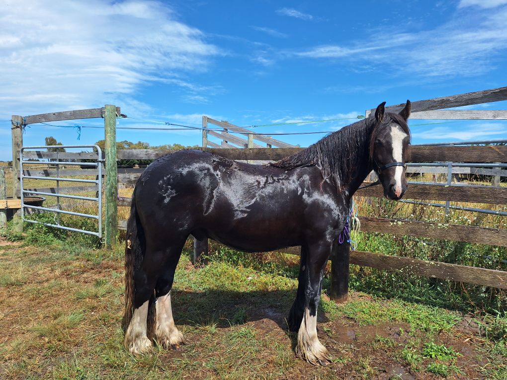 jon - Gypsy Cob gelding