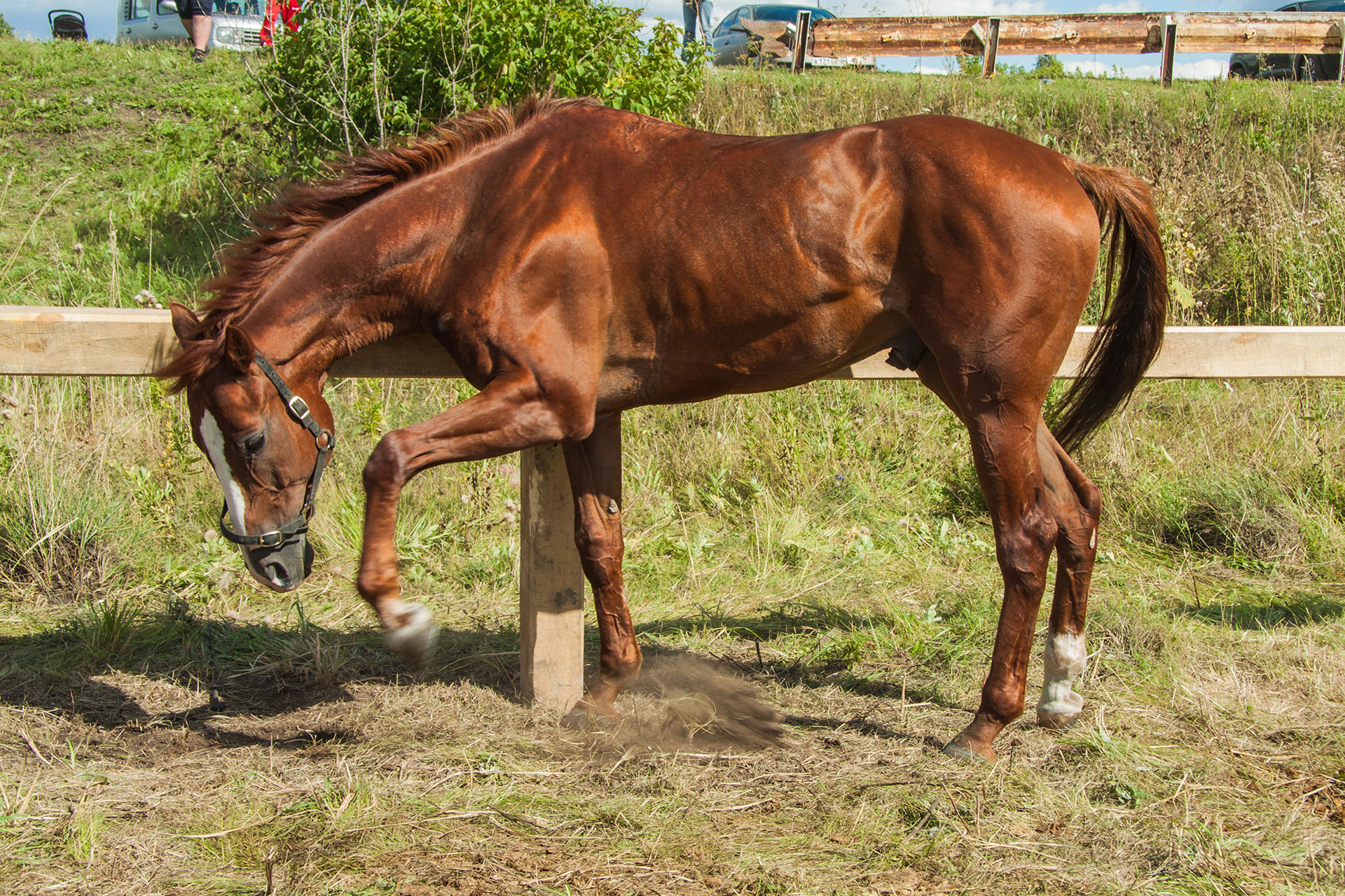 Injured brown horse in field with fence in the background.