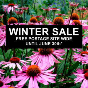 winter sale 2026