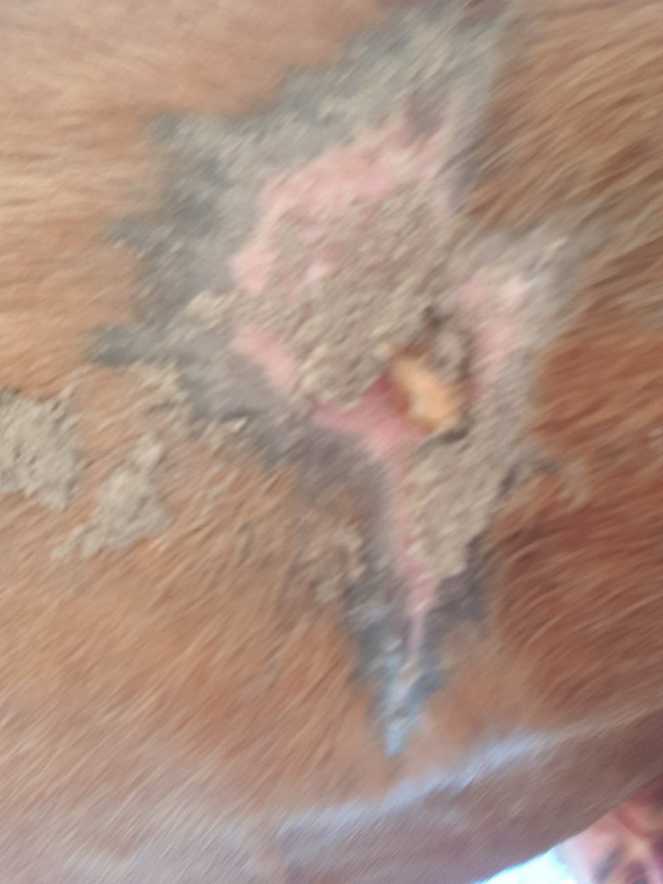lunar's swamp cancer reducing